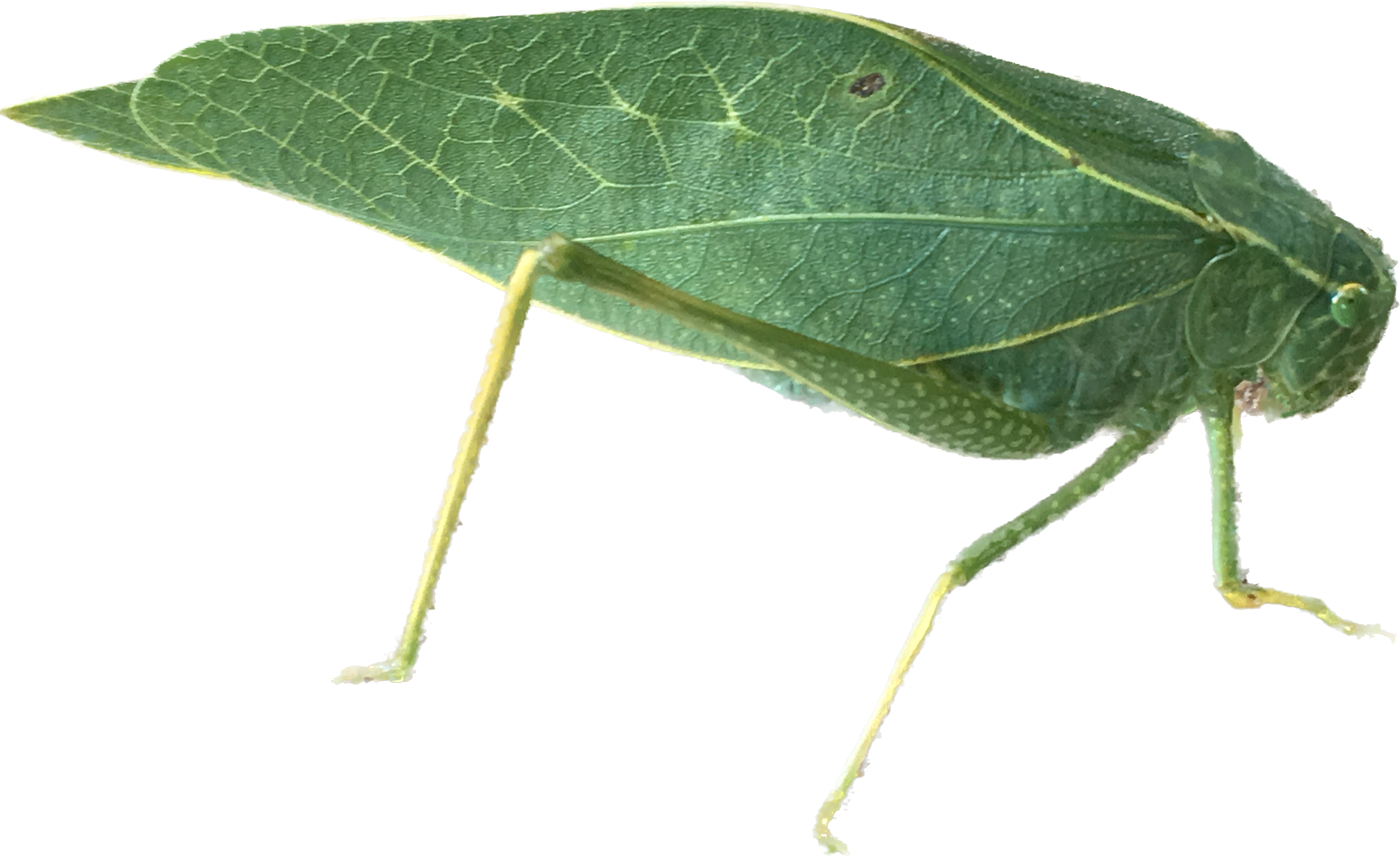 Biomimicry – NATURE